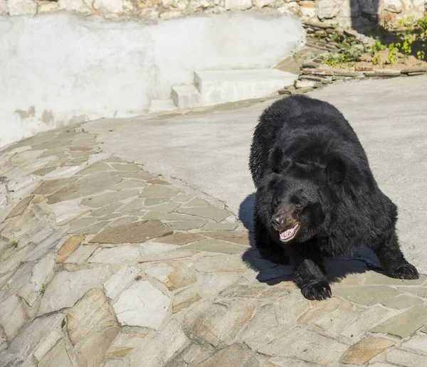 Urso Negro Asiático Zoológico Moscou Rússia — Fotografia de Stock