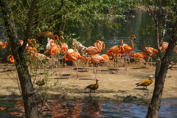 Pink Flamingos Moscow Zoo — Stock Photo, Image
