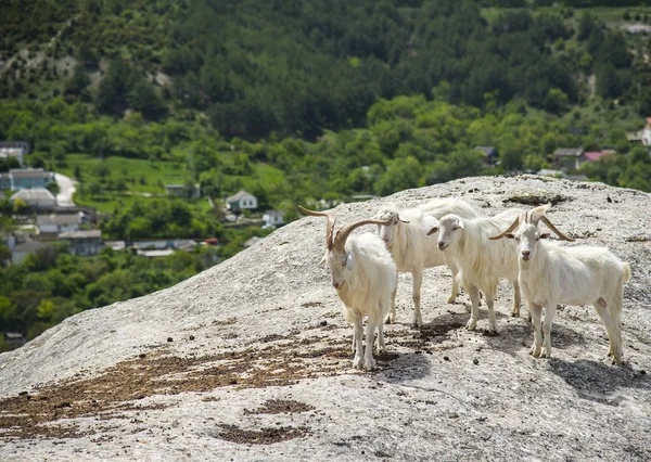 Una Manada Cabras Salvajes Pastan Las Montañas Día Primavera Crimea — Foto de Stock