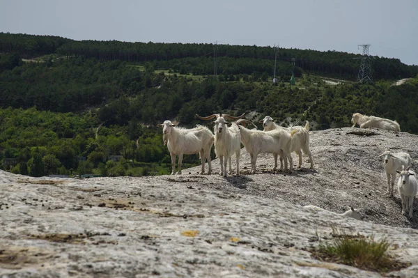 Wilde Geiten Bergen Lente Europa Krim — Stockfoto