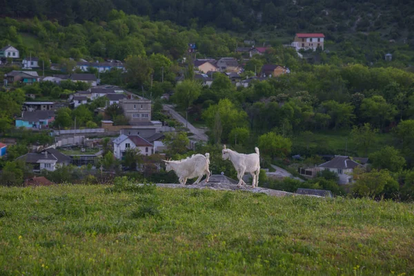 Las Pequeñas Cabras Fondo Ciudad Bakhchisaray Crimea — Foto de Stock