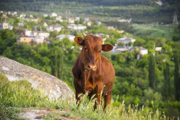 Kalb Auf Der Weide Gebirge Krim — Stockfoto