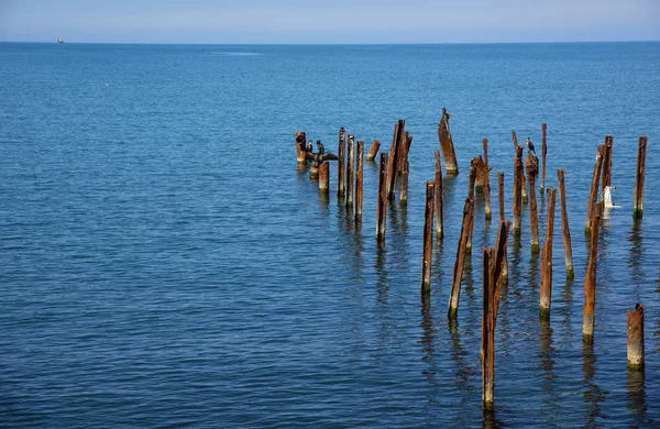 Cormorans Sur Mer Noire — Photo