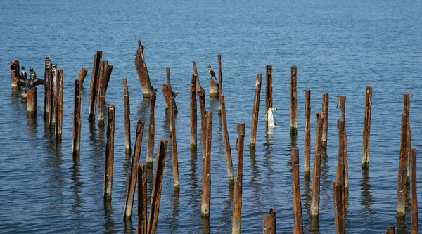 Cormorans Sur Mer Noire — Photo