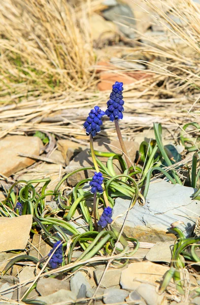 Виноград Гиацинт Muscari Armeniacum Цветы Весной — стоковое фото
