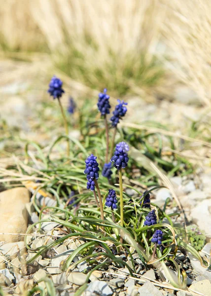 봄에는 부레옥잠 Muscari Armeniacum 피운다 — 스톡 사진