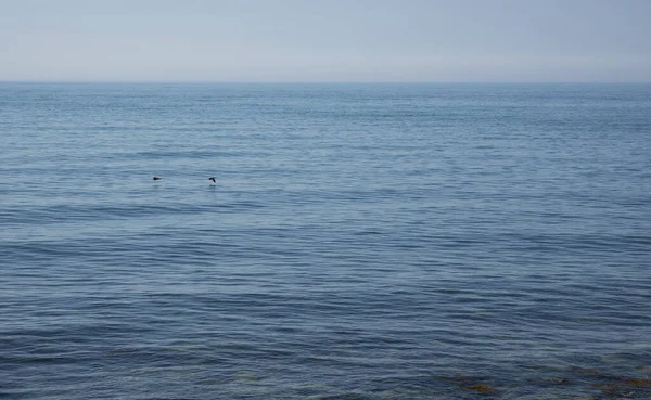 Cormorans Sur Mer Noire — Photo