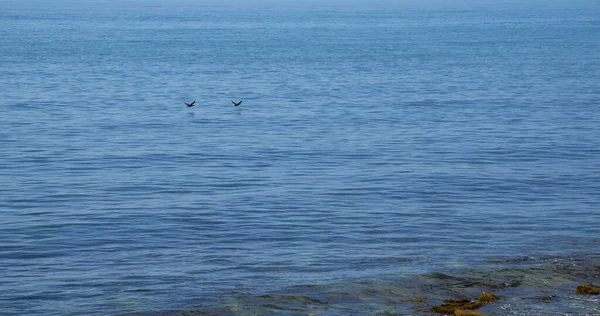 Cormorans Sur Mer Noire — Photo