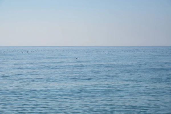 Cormorans Sur Mer Noire — Photo