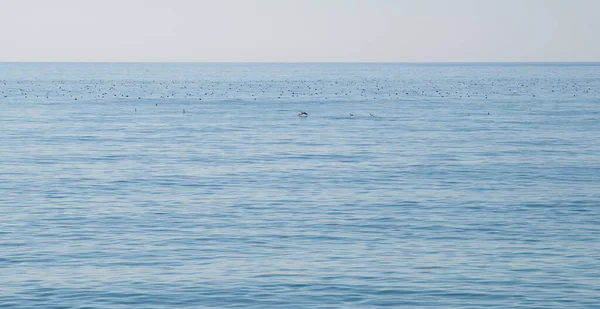 Cormorans Sur Mer Noire — Photo