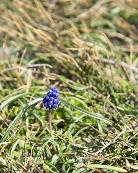 Виноград Гиацинт Muscari Armeniacum Цветы Весеннем Саду — стоковое фото