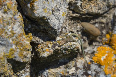 Taşlarda kertenkele, Kırım dağlarında sıcak yaz günü