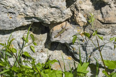 Taşlarda kertenkele, Kırım dağlarında sıcak yaz günü