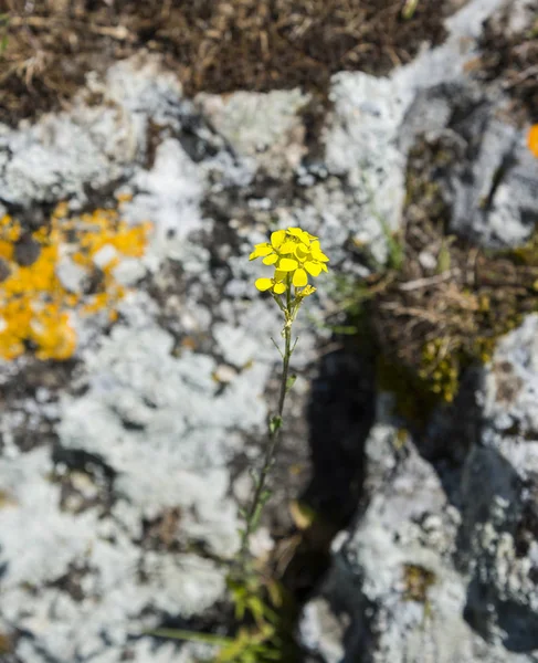 Arugula Květiny Přírodě Krym — Stock fotografie