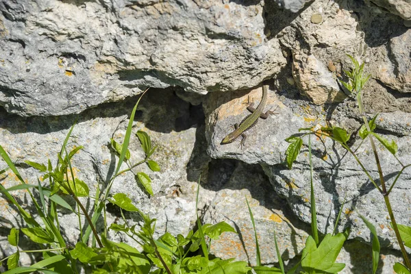 Ödla Stenarna Varm Sommardag Bergen Krim — Stockfoto