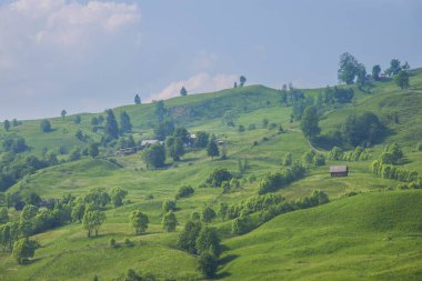 Renkli yaz peyzaj Karpat Dağları