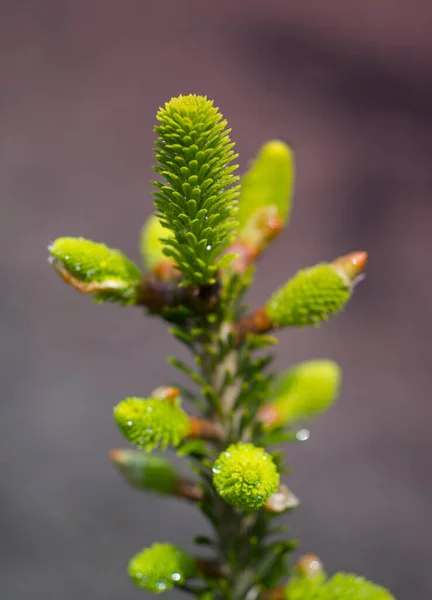 Young Shoots Spruce Branches Water Drops Spring — Stock Photo, Image