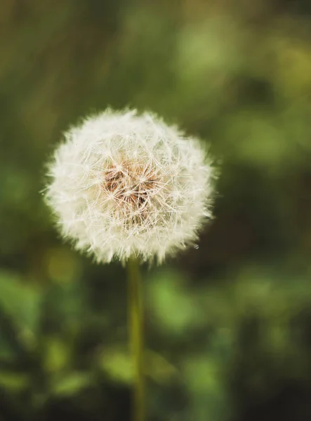 Primer Plano Del Diente León Naturaleza —  Fotos de Stock