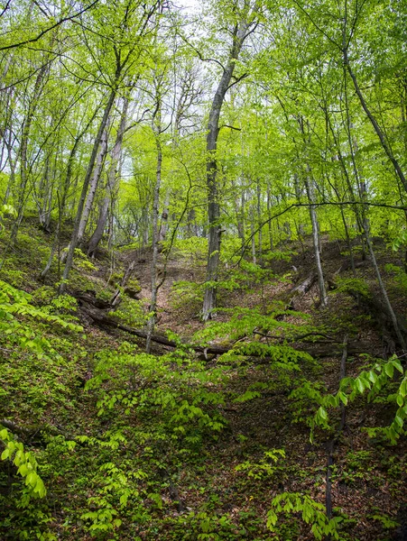 Чудовий Весняний Ліс Адигеї Росія — стокове фото