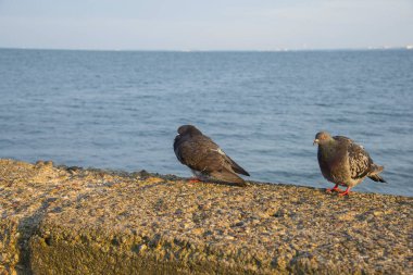 Baltık Denizi arka planında iki güvercin. Gdynia, Polonya