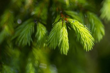 Genç, bahar zamanı, su damlalarıyla ladin dallarında çekim yapıyor. Seçici odak