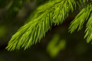 Genç, bahar zamanı, su damlalarıyla ladin dallarında çekim yapıyor. Seçici odak