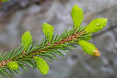 İlkbahar zamanı, ladin dallarında genç avlanır.