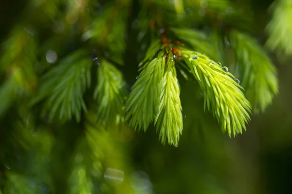 Brotes Jóvenes Ramas Abeto Con Gotas Agua Tiempo Primavera Enfoque —  Fotos de Stock