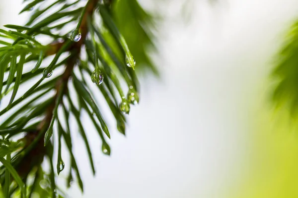 Ramos Abeto Com Gotas Água Tempo Primavera Foco Seletivo Espaço — Fotografia de Stock