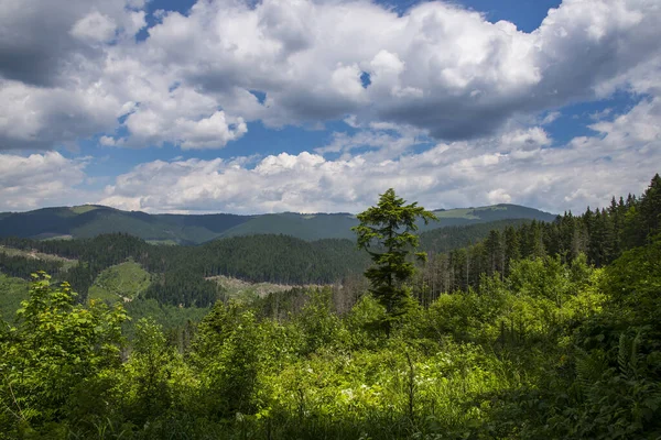 Hermoso Paisaje Verano Cárpatos Montañas — Foto de Stock