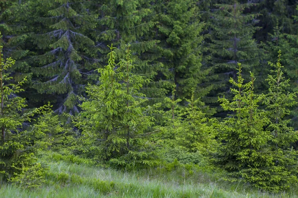 Gyönyörű Erdő Nyáron Kárpátok — Stock Fotó