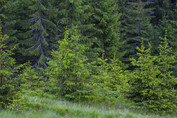 Beautiful forest in summer, Carpathian mountains