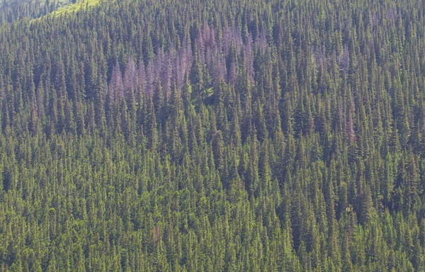 Fond Forestier Heure Été Montagnes Carpates — Photo