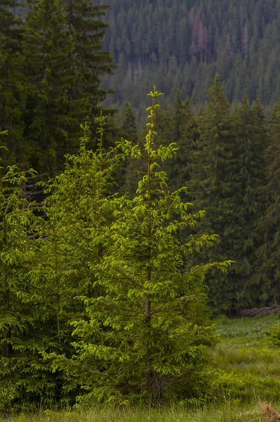 Beautiful Forest Summer Carpathian Mountains — Stock Photo, Image