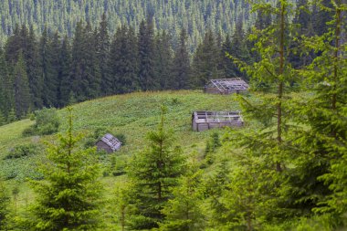 Karpatlar ormanında eski harabe ahşap evler