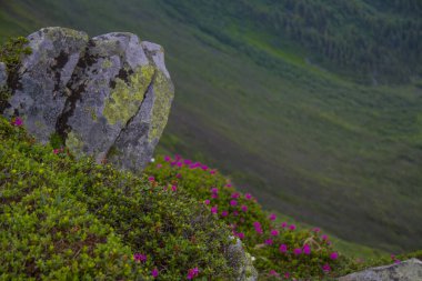 Dağ manzarası ve rhododendron çiçeği. Karpatlar Dağları, Ukrayna