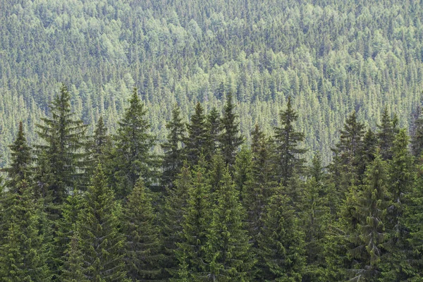 Лес Летнее Время Карпатские Горы — стоковое фото