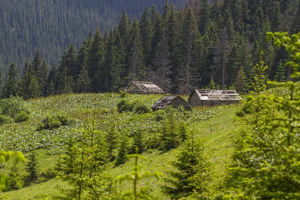 Oude Verwoeste Houten Huizen Het Karpaten Bos — Stockfoto