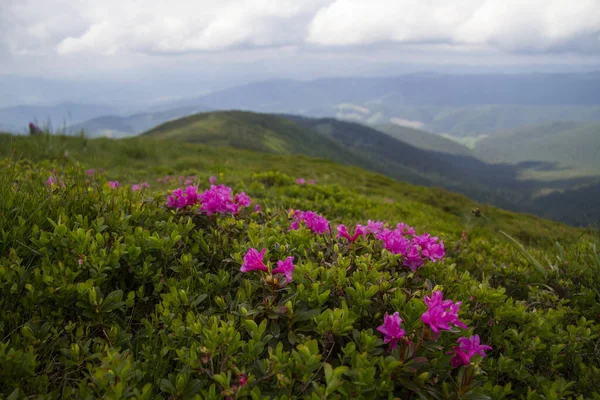 Letni Krajobraz Kwitnącym Rododendronem Karpaty Ukraina — Zdjęcie stockowe