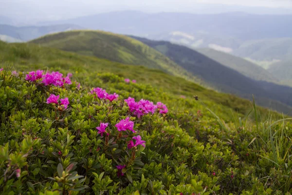 Çiçek Açan Rhododendron Ile Yaz Manzarası Karpatlar Dağları Ukrayna — Stok fotoğraf