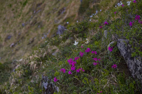Paisaje Montañoso Con Flor Rododendro Cárpatos Montañas Ucrania — Foto de Stock