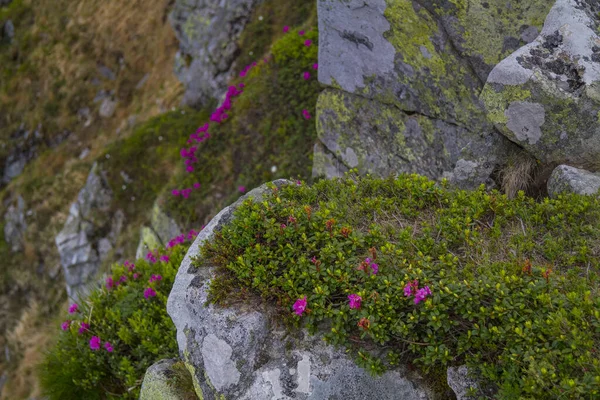 Bergslandskap Med Rhododendron Blomma Karpaterna Berg Ukraina — Stockfoto