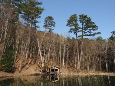 Kırım 'daki orman gölünde eski ahşap bir ağaç.