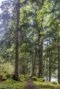 güneşli bir gün ormanda güzel bahar