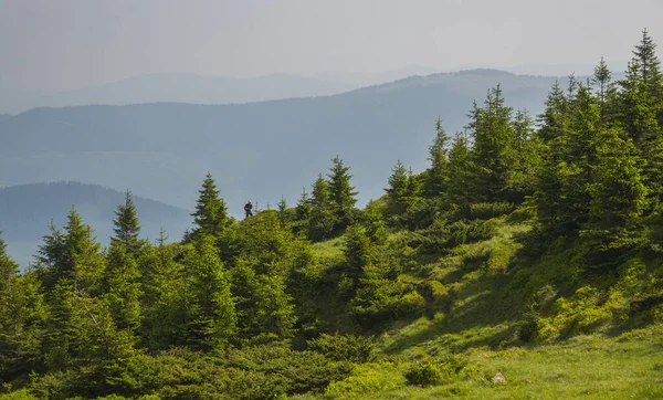 Summer Landscape Carpathian Mountains Ukraine — Stock Photo, Image