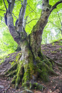 Yazın güzel bir orman, Karpat Dağları