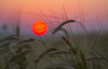 Bir yaz sabahı tarlada güzel bir gün doğumu, seçici bir odak.