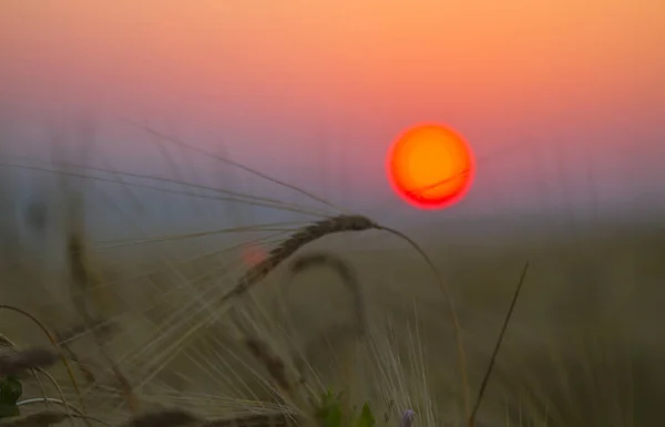 Mooie Zonsopgang Het Veld Een Zomerochtend Selectieve Focus — Stockfoto