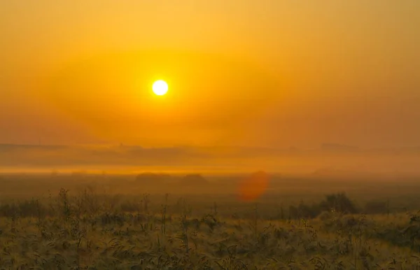 Prachtige Zonsopgang Het Veld Een Zomerochtend — Stockfoto