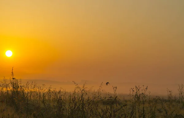 Prachtige Zonsopgang Het Veld Een Zomerochtend — Stockfoto